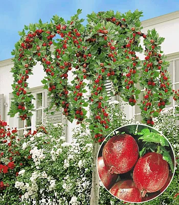 Produktbild von BALDUR Garten 1x Stachelbeer-Stämmchen 'Captivator', Pflanze im 3 Liter-Topf, bequem ernten, ohne sich zu stechen, robust, wuchsfreudig & ertragreich, winterhartes Obst-Stämmchen