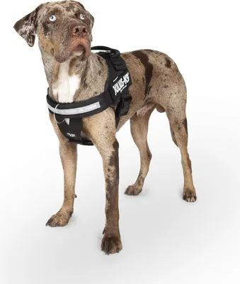 Image de Powerharness avec ceinture en Y Front Control taille M/0 - Noir - Harnais réglable pour chiens