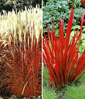 Produktbild von BALDUR Garten Rote Gräser-Kollektion, 4 Pflanzen Ziergras Indian Summer Chinaschilf und Ziergras Red Baron Imperata cylindrica, winterharte Stauden, mehrjährig, blühend