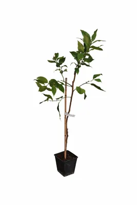 Produktbild von Citrus limon Femminello Siracusano Zitronenbaum 120–160 cm – echte Zitrone, mediterrane Kübelpflanze für Balkon & Terrasse