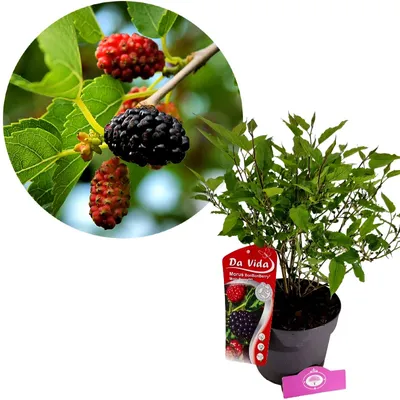 A collage showing a close-up of mulberries on a branch and a potted mulberry plant with a product tag.