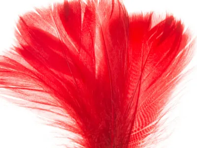 Produktbild von Dekolo Federn zur Dekoration oder für die Inneneinrichtung weich und flauschig im Griff 6-10cm 190 Stück Rot