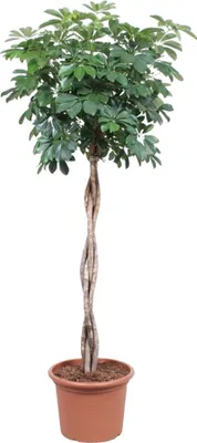 Obrázok produktu pre Arália žiarivá - Schefflera Arboricola Compacta - izbová rastlina - 190cm - ø40cm