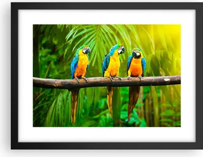 Produktbild von Gerahmtes Poster - Schwarzer Rahmen - Papageien Collorful Natur Vögel - 40x30 cm - Wand Bild - Wanddeko - Wandbilder - Wandposter - Bilderrahmen - Bilder - Kunstdruck - Wandbild - P2BAA40x30-2696