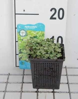 Obrázok produktu pre 6 x Hydrocotyle sieboldii 'Variegata' - Pestrofarebný japonský peniažtek - Kvetináč 11 x 11 cm