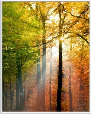 Produktbild von Wallario Wandbild Sonnenuntergang im Herbstwald, Größe: 40,30 x 50,30 cm, Poster mit weißem Aluminiumrahmen