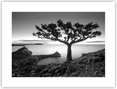 Produktbild von Poster - Poster ohne Rahmen - Baum Schwarzweiß Ansicht - 40x30 cm - Wand Bild - Wanddeko - Wandbilder - Kunstposter - Wandposter - Bilder - Kunstdruck - Wanddekoration - Wandbild - P2XAA40x30-4297