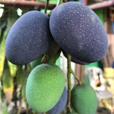 Obrázok produktu pre Mango casturi (Mangifera casturi) – 1 semeno