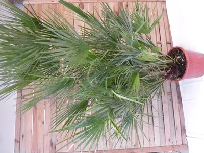 Produktbild von [Palmenlager] - XXL Chamaerops humilis 170 cm - Zwergpalme -