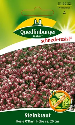 Zdjęcie produktu dla Stonecrop Rosie O'Day