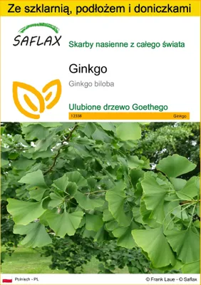 Zdjęcie produktu dla SAFLAX - Zestaw do uprawy - Ginkgo - 4 Nasiona - Z mini szklarnią, podłożem uprawowym i 2 doniczkami - Ginkgo biloba