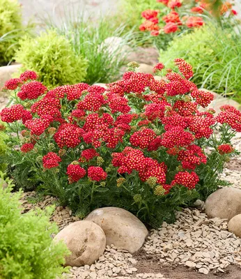 Produktbild von BALDUR Garten 2x Achillea 'Short Red®', Pflanzen im 9x9 cm-Topf, duftende Blüten, kompakter Wuchs, ideal für Beet und Kübel, winterhart, mehrjährig und robust, lange Blütezeit