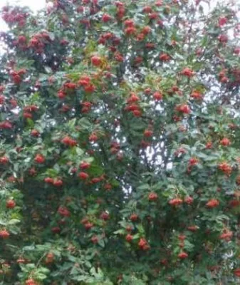 Produktbild von Echte Mehlbeere - Sorbus Aria - Ursprungsart - Baum des Jahres 2024 - 80-100cm