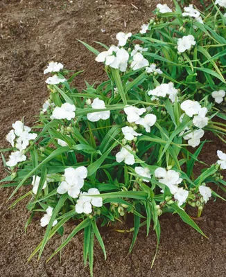 Produktbild von Tradescantia x andersoniana 'Innocence', weiß, ca. 9x9 cm Topf