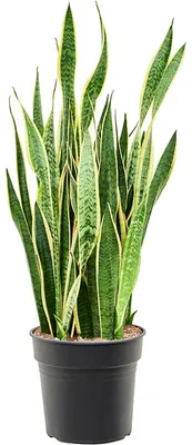 Obrázok produktu pre Sansevieria trifasciata Laurentii, priemer 30 cm