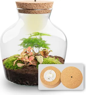 Produktbild von Flaschengarten - Little Joe - Ökosystem mit Pflanzen im Glas - ↑ 21,5 cm
