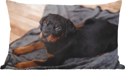 Produktbild von MuchoWow® Zierkissen Sofakissen Wohnzimmer Dekokissen 50x30 cm Ein Rottweiler-Welpe auf einem schwarzen Teppich - Wohnzimmerdekoration - Polster mit Photo