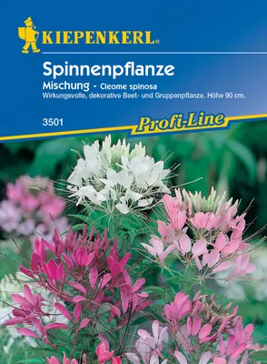 Artikelbild 1 von 'Spinnenpflanze Mischung' aus der Kategorie Spinnenblumensamen