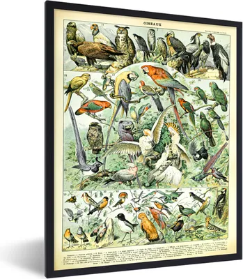 Produktbild von MuchoWow® Gerahmtes Poster Tiere - Vintage - Adolphe Millot - Vögel - Design 30x40 cm - Poster mit Schwarzem Bilderrahmen Wandposter Rahmen Foto Bilder - Wanddeko - Kunstdrucke
