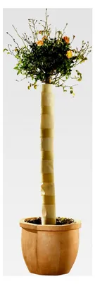Produktbild von Stammschutz 100 x 30 cm
