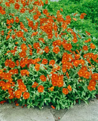Produktbild von Sonnenröschen Watergate Orange, im Topf - Helianthemum x cult., immergrün
