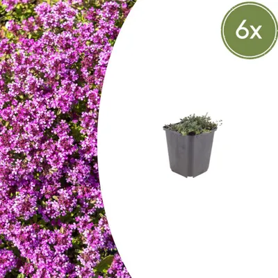 Zdjęcie produktu dla Thymus praecox 'Coccineus' | 6 sztuk - 10-25cm - Ø9cm - Roślina ogrodowa