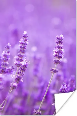 Produktbild von MuchoWow® Poster Lavendel - Nahaufnahme - Blumen - Lila 40x60 cm - Plakate für die Wand - Poster Babyzimmer