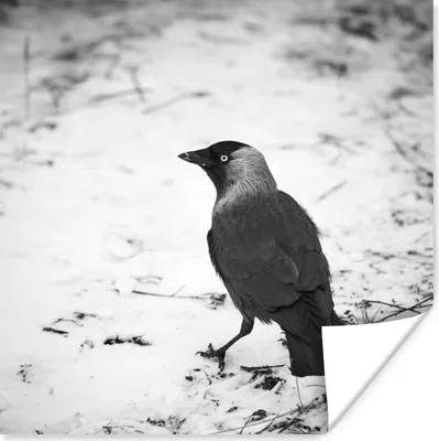 Produktbild von MuchoWow® Poster Eine Dohle im Schnee im Winter 50x50 cm - Wohnzimmerdekoration