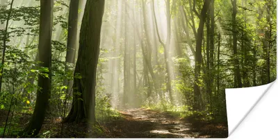 Produktbild von MuchoWow® Poster Wald - Licht - Natur - Landschaft 40x20 cm - Poster für die Wand - Poster Schlafzimmer