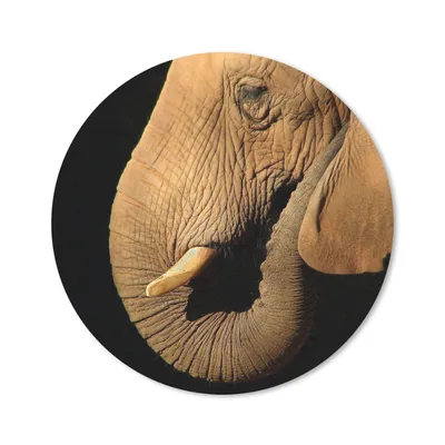 Produktbild von MuchoWow® Mauspad Mousepad Elefant - Tiere - Nahaufnahme - Schwarz 30x30 cm - Mousepads - Maus Mat - Pad - Mausunterlage - Tischunterlage - Schreibtischmatten