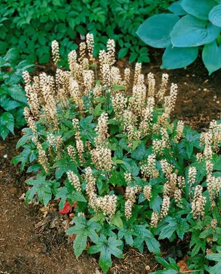 Produktbild von Tiarella laciniata 'Pink Bouquet', Schaumblüte, rosa, ca. 9x9 cm Topf