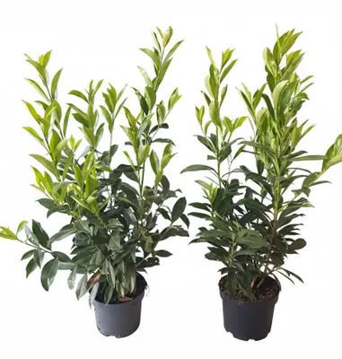 Produktbild von 10x Kirschlorbeer Caucasica 60–80 cm | Winterharte Heckenpflanzen | 3L Topf | Immergrüner Sichtschutz