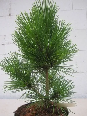 Produktbild von Pinus thunbergii Corticosa - Japanische Korkrinden Schwarzkiefer - 25-30