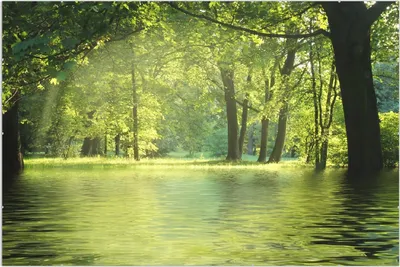Produktbild von Wallario Wandbild Idyllischer See im Wald bei Sonnenschein, Größe: 61 x 91,5 cm, Poster mit rahmenlosen Bildhalter