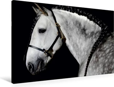 Produktbild von Calvendo  Textil-Leinwand 90 cm x 60 cm quer Ein Motiv aus dem Kalender BEAUTIFUL PFERDE, Jones Nell; 7286272