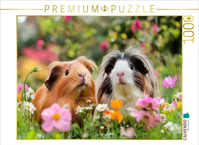 Produktbild von CALVENDO Puzzle Süße Meerschweinchen im Blumenmeer | 1000 Teile Lege-Größe 64x48cm Foto-Puzzle für glückliche Stunden