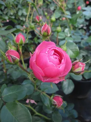 Produktbild von Märchenrose Pomponella ®- Beetrose - Rosa Pomponella ® - Kordes-Rose - ADR-Rose
