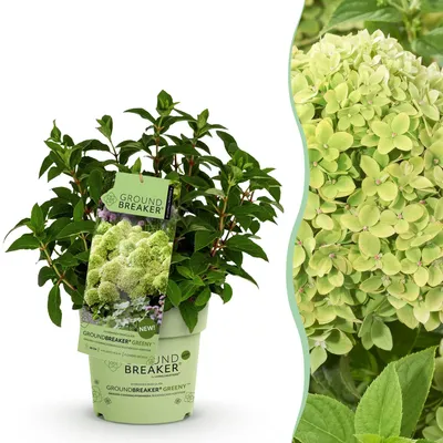 Produktbild von Green boutiQ - Gartenpflanze - Hydrangea panniculata Groundbreaker Greeny - Rispenhortensie - Winterhart - Creme - 1 Pflanze - Topf 14cm - Höhe 20-25cm
