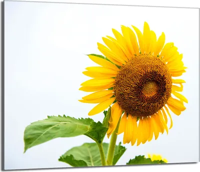 Produktbild von Glas-Herdplattenschutz 60x52 Blume