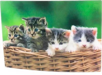 Produktbild von 3 D Ansichtskarte Katzen im Korb, Katze Postkarte Wackelkarte Hologrammkarte Tiere Kätzchen