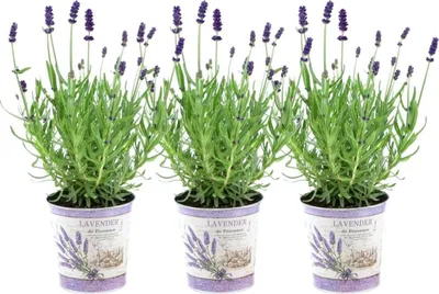 Immagine prodotto di Lavanda vera Lavandula angustifolia Felice - 3 piantine in vaso decorativo