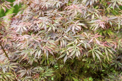 Produktbild von Acer palmatum 'Jerre Schwartz', Japanischer Ahorn, 100–125 cm