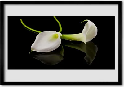Produktbild von Bild 70x50 MDF-Rahmen Wandkunst Blumen Pflanzen