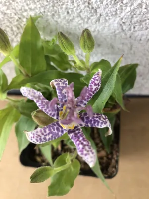 Produktbild von 6 x  Tricyrtis hirta - Krötenlilie - Topf 9x9 cm