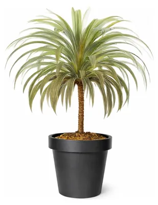 Produktbild von Mega Collections Pflanzentopf/Blumentopf - Kunststoff - schwarz - D30 cm