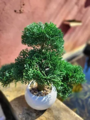 Produktbild von Bonsai Konifere im Topf (künstlich)