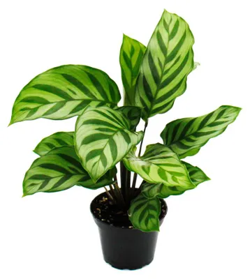 Produktbild von Schattenpflanzen 3er Set - mit ausgefallenem Blattmuster - Calathea - 7cm Topf - ca. 20cm hoch