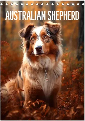 Produktbild von Australian Shepherd (Tischkalender 2026 DIN A5 hoch), CALVENDO Monatskalender