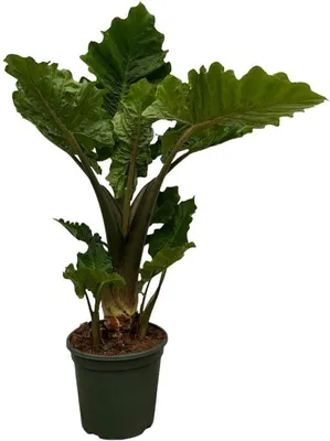 Productafbeelding van Trendyplants - Alocasia Low Rider - Kamerplant - Hoogte 65-85 cm - Potmaat Ø26 cm