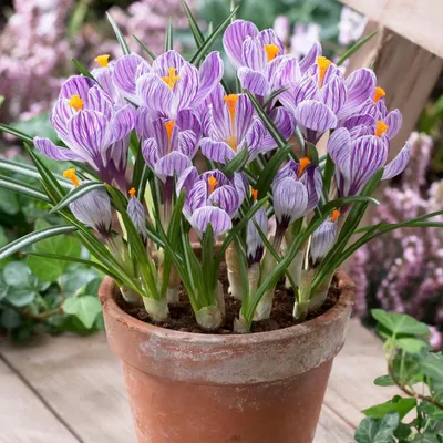 Produktbild von Botanische Krokusse Zwiebeln Winterhart Mehrjährig - Pickwick - 50 exklusive Blumenzwiebeln - Echte Pflanzen aus Holland - für Garten, Balkon und Topf (kein Samen, nicht künstlich)